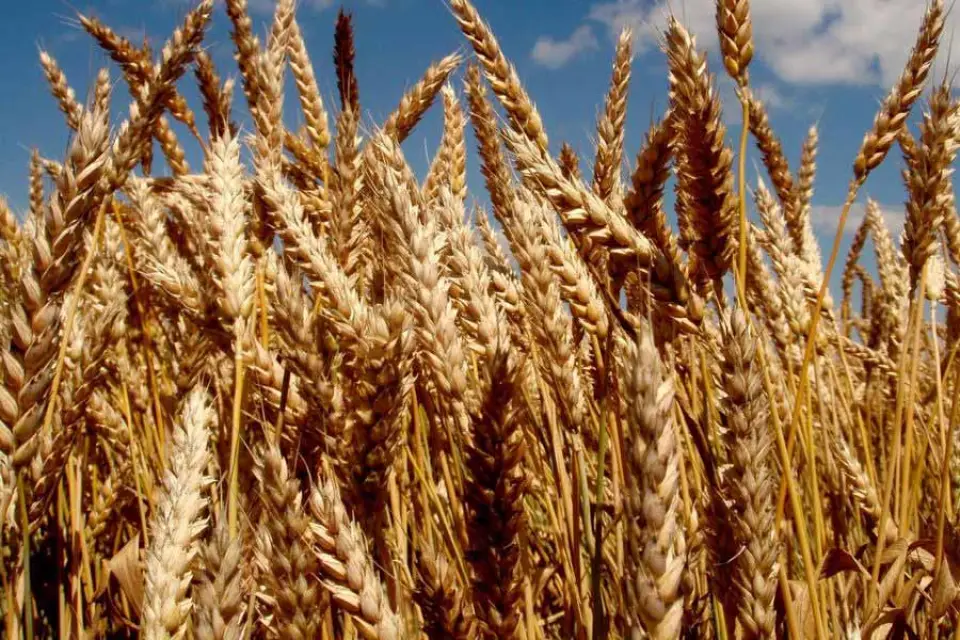 Имущество курского зернового предприятия «Колос» вновь попробуют продать за 519 млн рублей