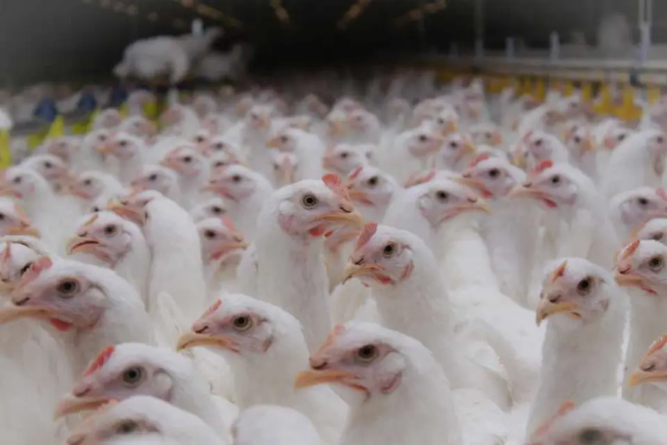 Группа «Черкизово» (активы в Черноземье) в первом полугодии увеличила продажи мяса курицы на 24%