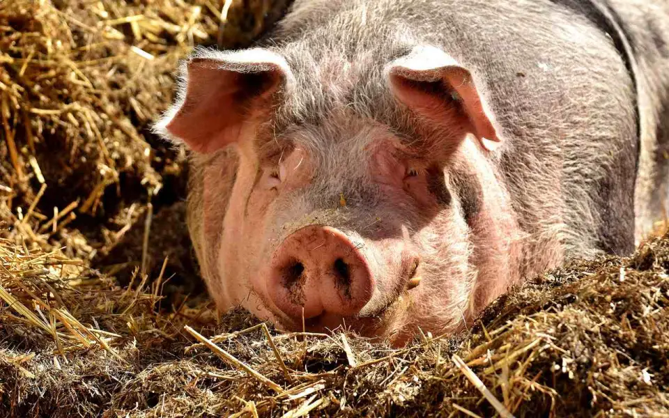 На четвертой свиноводческой площадке за неделю в Воронежской области ввели карантин из-за африканской чумы свиней