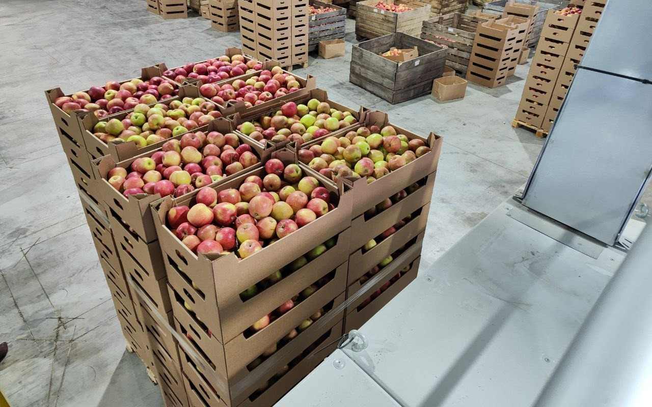 Острогожский плодопитомник запускает линию по хранению яблок на 10 тыс. тонн