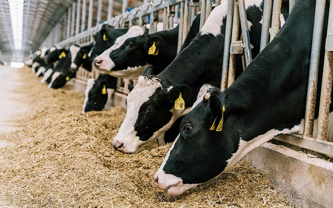 «ЭкоНива» (активы в Черноземье) снова возглавила рейтинг производителей сырого молока