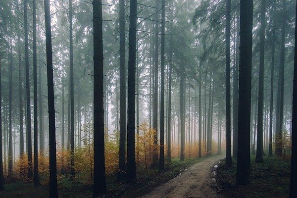 Скандальный Северный лес Воронежа могут облагородить к 2023 году