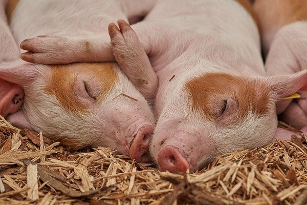 За здоровьем и поведением свиней «Агро-Белогорья» приглядит нейросеть