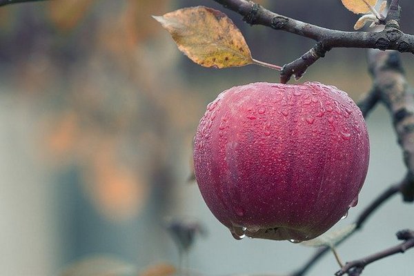 Запланированные под стройку яблоневые сады в Воронеже выставили на торги