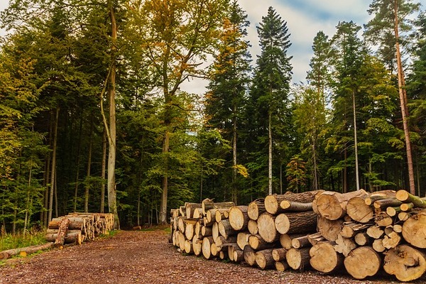 Сдачу курского леса в аренду бизнесмену попытаются отменить через суд