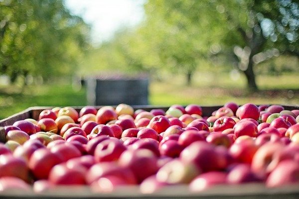 ДСК может застроить скандально известные в Воронеже яблоневые сады