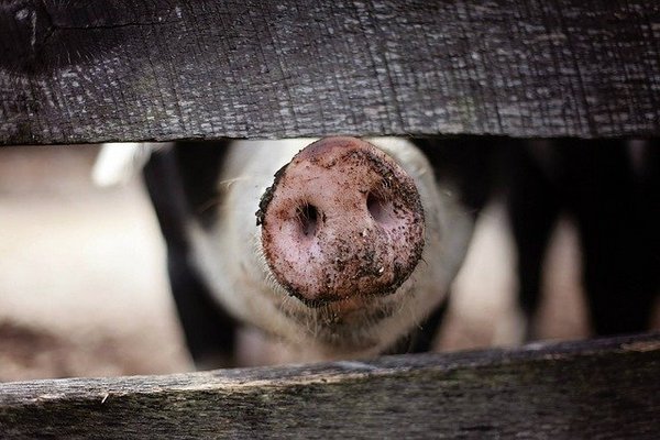Африканская чума свиней постепенно покидает курские фермы