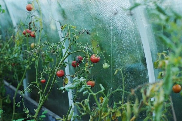 «Овощи Черноземья» открыли новые теплицы под Липецком за 6,3 млрд рублей