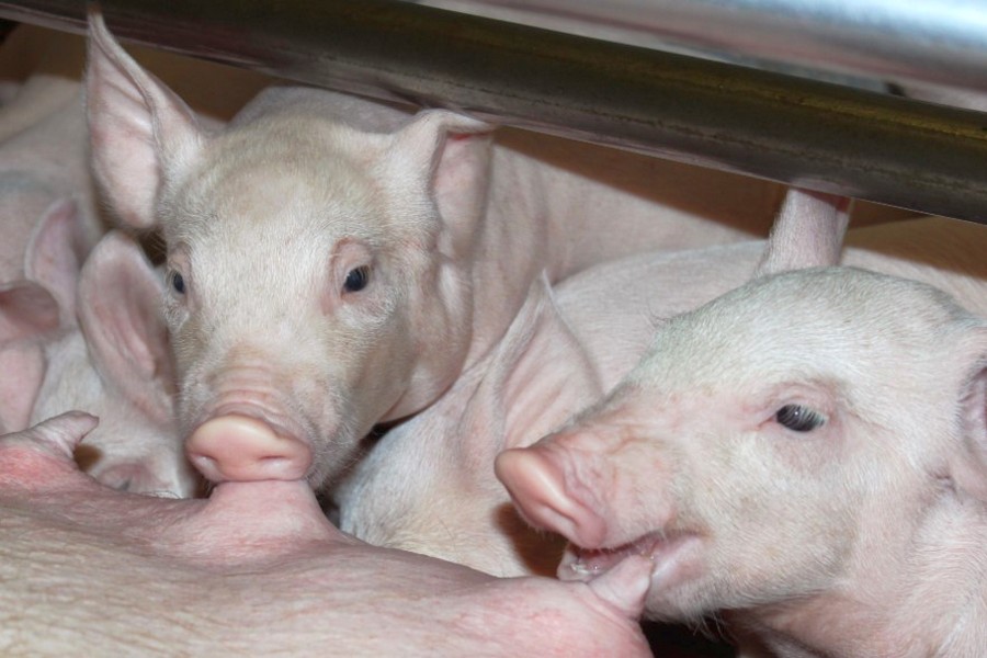«Агро-Белогорье» застраховало миллион свиней на 5 млрд рублей 