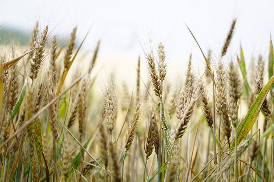Экспортная пошлина вынудила черноземную ГК «Русагро» сократить долю зерновых
