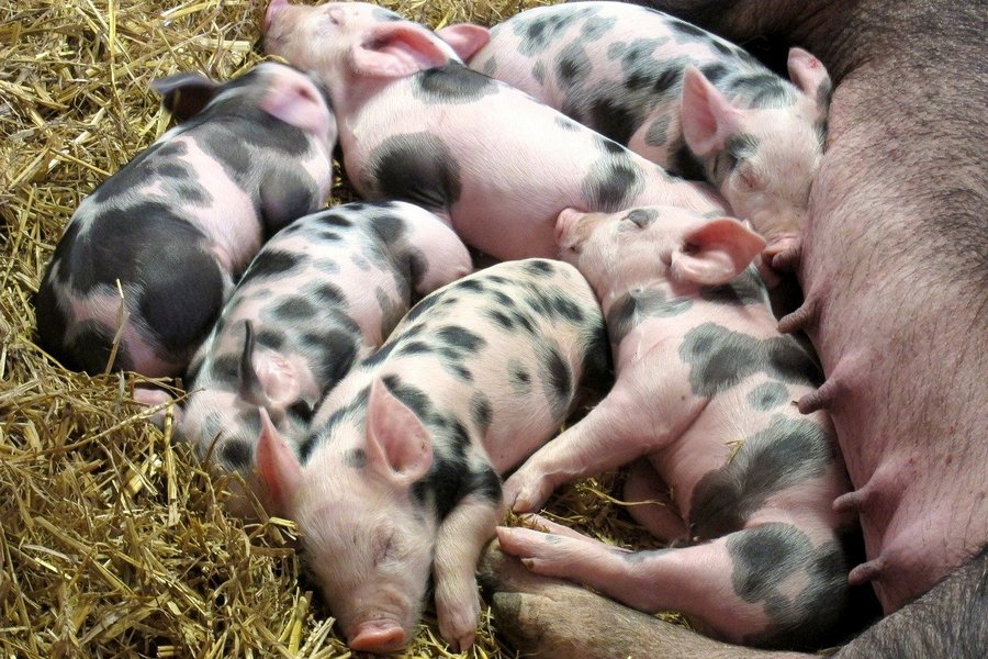 Сибирские свиноводы намерены выкупить бизнес белгородского «Промагро»
