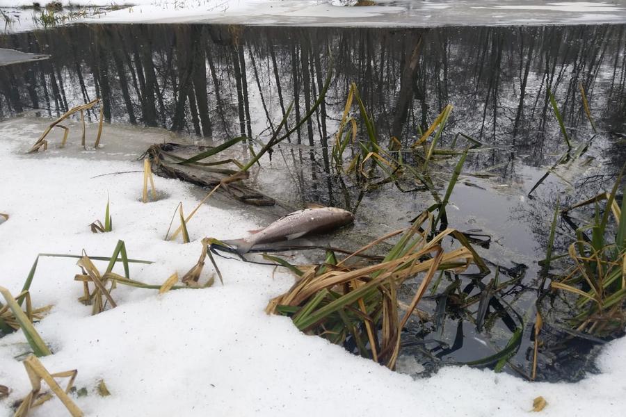Липецкий водоканал «попросили» заплатить 4 млн рублей за загрязнение реки Усмань