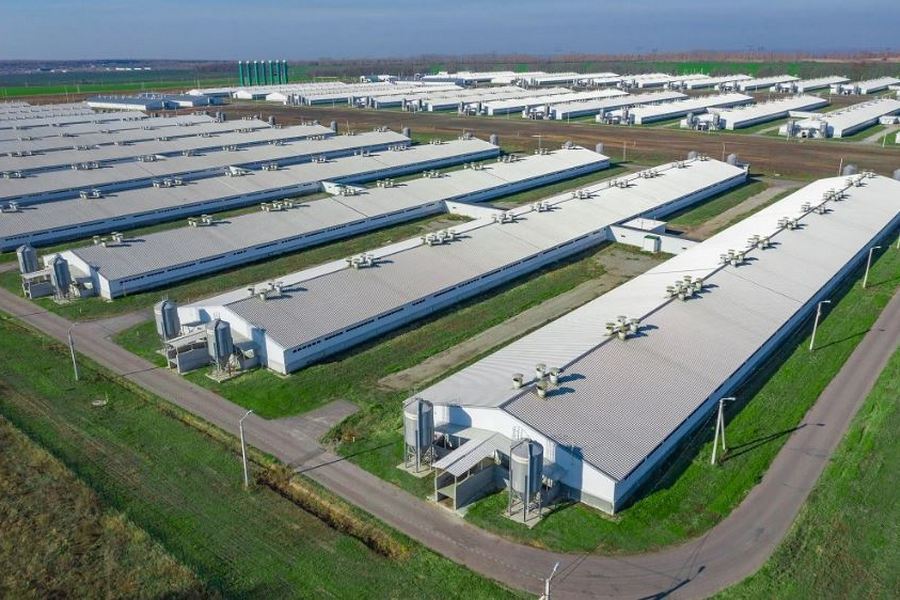 Сибирские свиноводы выкупили бизнес белгородского «Промагро» Сибирские свиноводы выкупили бизнес белгородского «Промагро»