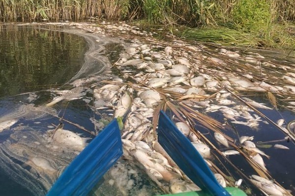 Росприроднадзор проверил информацию о гибели рыбы возле села Артюшкино в Воронежской области