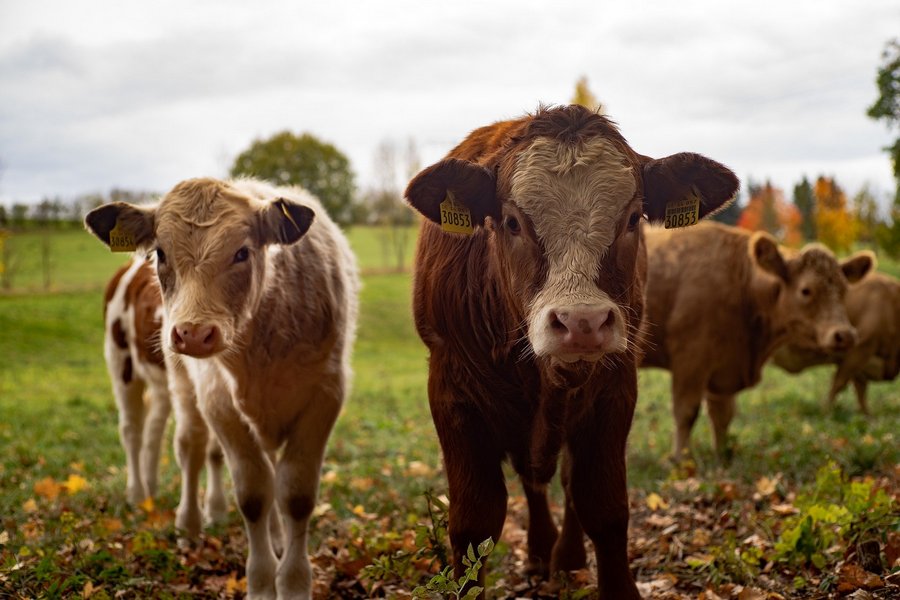 Земли и коровы белгородского племзавода «Разуменский» снова пытаются продать со скидкой
