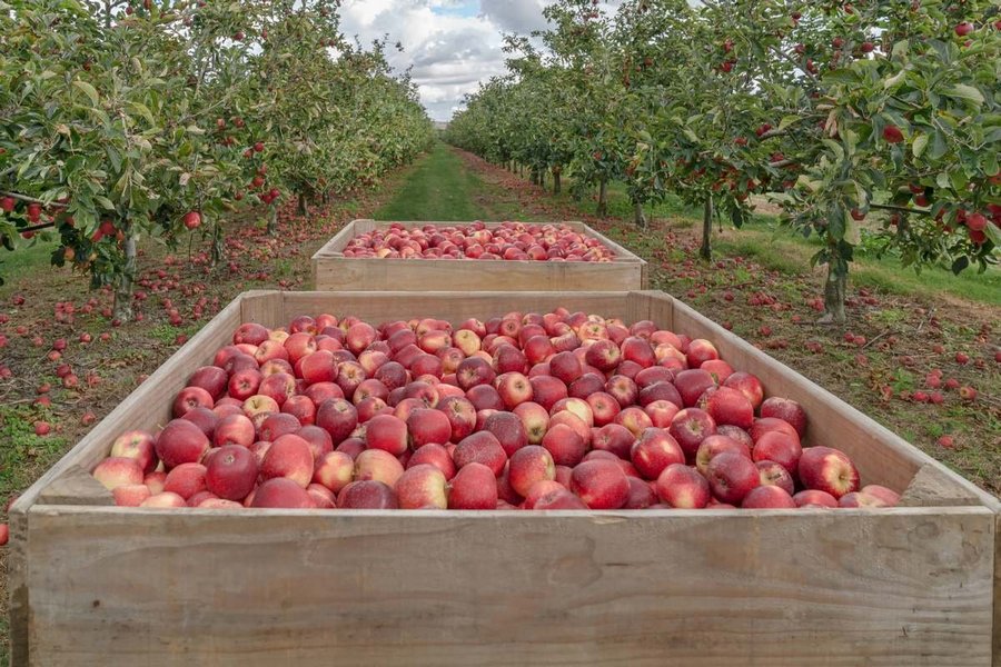 «Белгородским яблокам» подкинут 166 млн рублей на расширение садов
