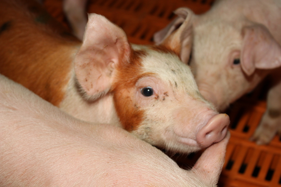Таиландская компания CP Foods купит черноземного производителя свинины «АПК Дон» за 22 млрд рублей