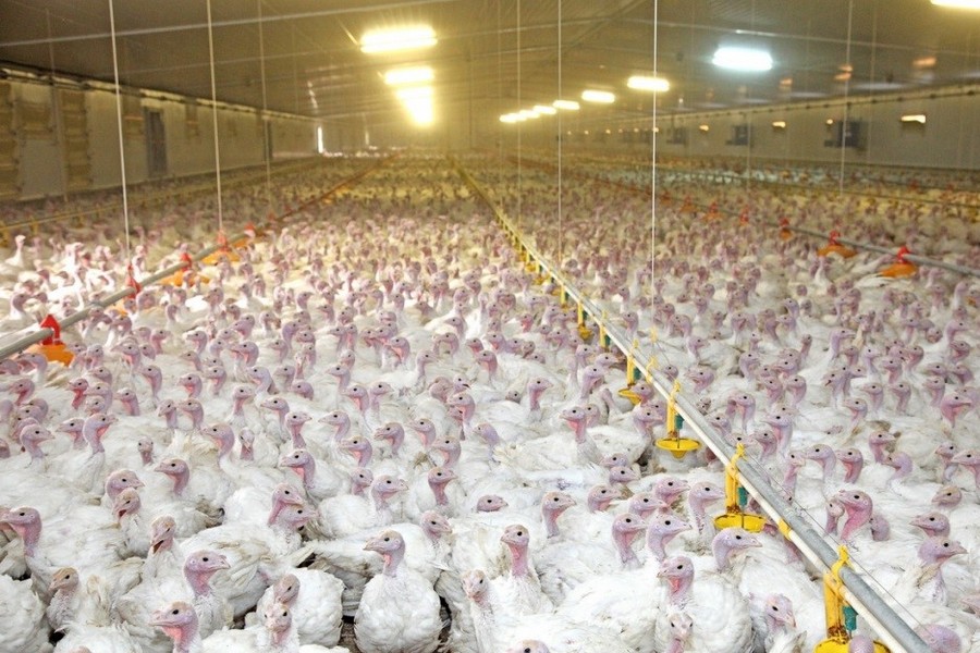 Тамбовская область заняла третье место в РФ по темпам роста производства мяса птицы