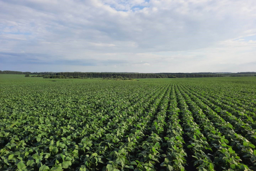На полях Группы «Черкизово» в Черноземье повысили урожайность сои на 10% за счет биопрепаратов «Иннагро»