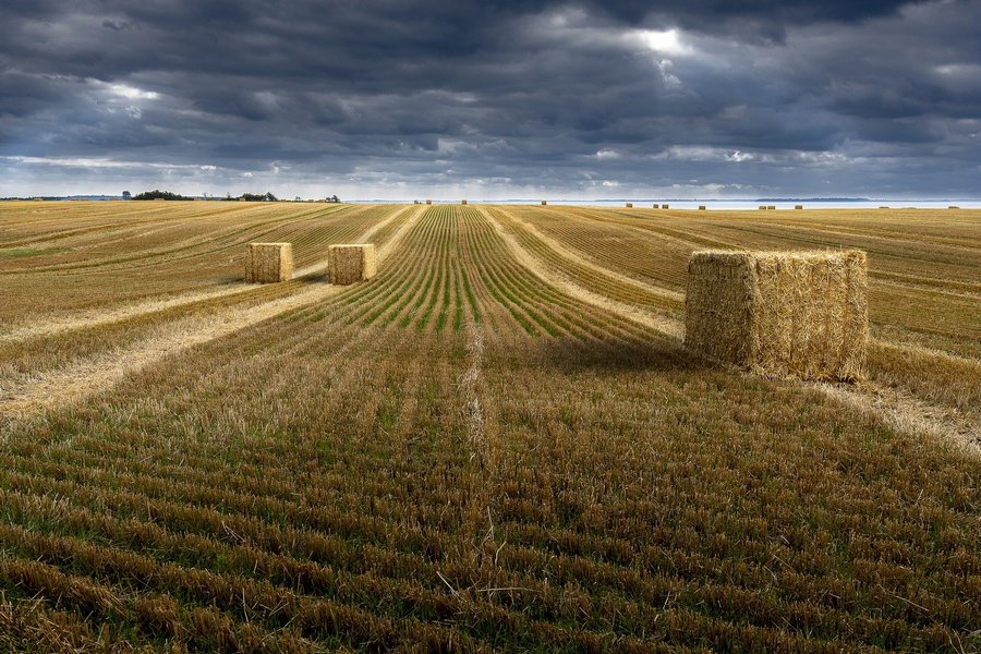 СХП «Мокрое» признало, что заблуждалось в своих правах на землю липецких фермеров