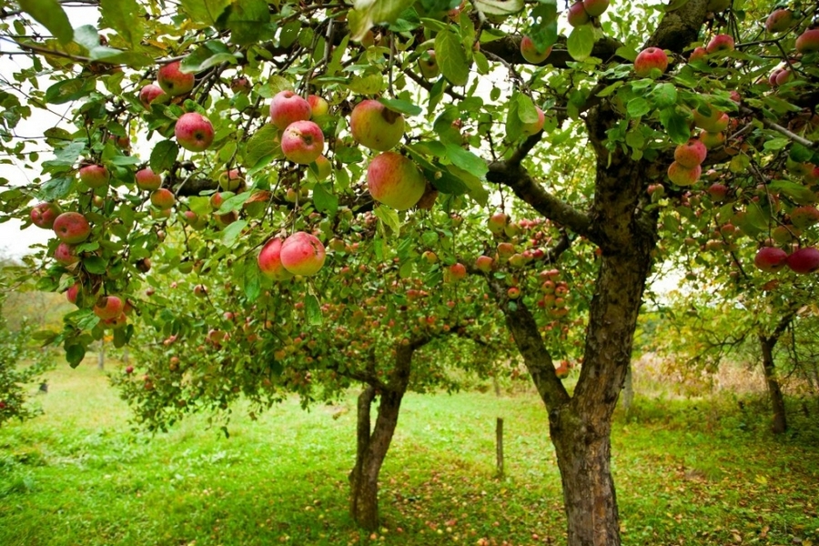 Орловская дочка группы «Агропром» планирует вложить 1,2 млрд рублей в яблоневый сад и завод