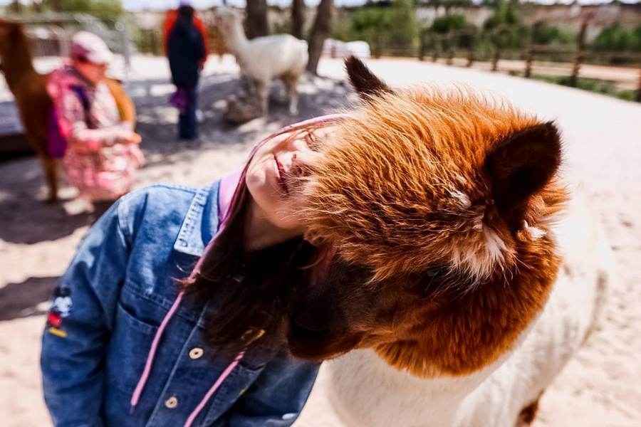 Росприроднадзор организовал для воронежских школьников с ограниченными возможностями здоровья поездку в контактный зоопарк
