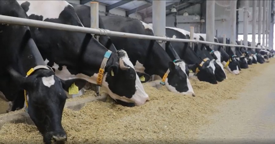 ООО «Молочная ферма «Жупиков» расширяет производство в Тамбовской области