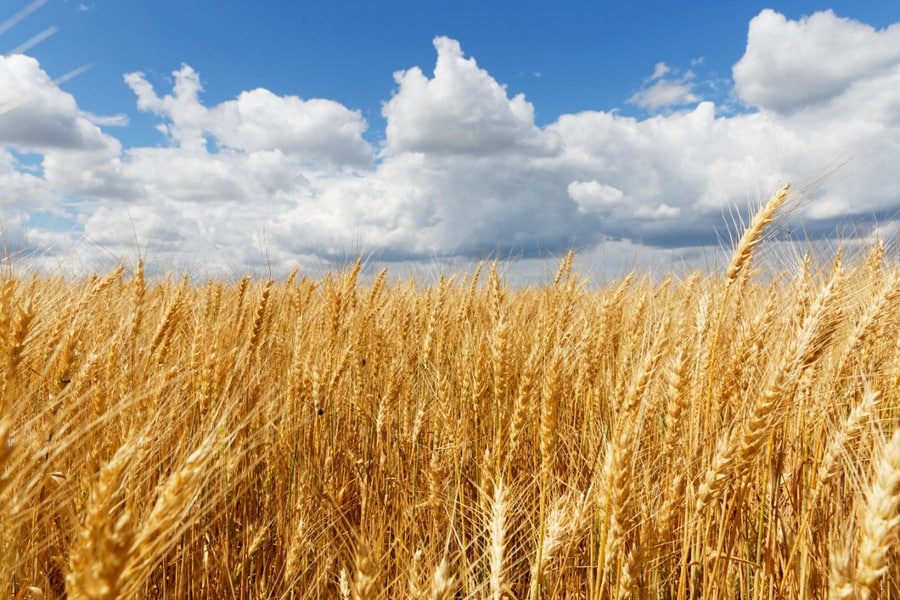 Из-за обвала цен на зерно липецким аграриям дополнительно выделили 320 млн рублей