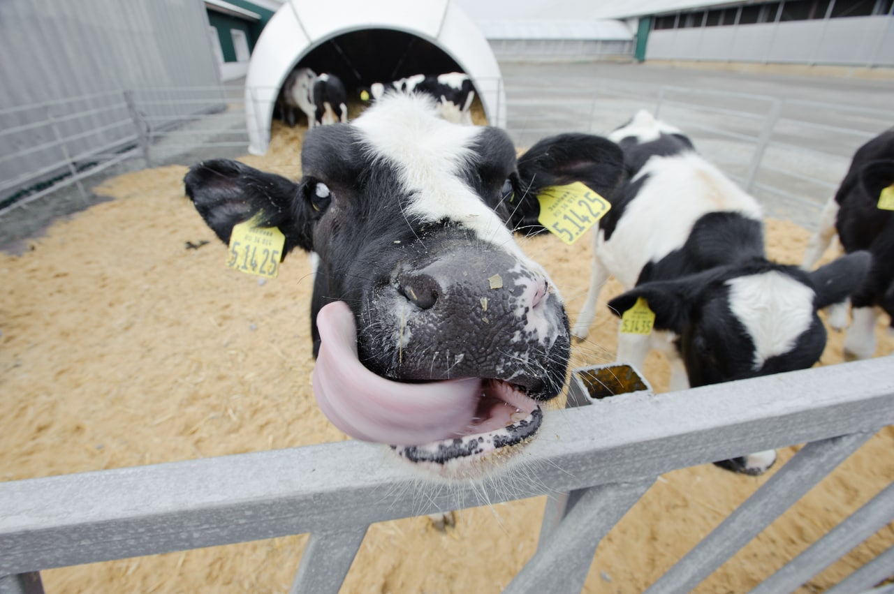 «Чтобы вы ели вкусную воронежскую продукцию без «химии», – губернатор о мерах защиты молочной отрасли и почвы