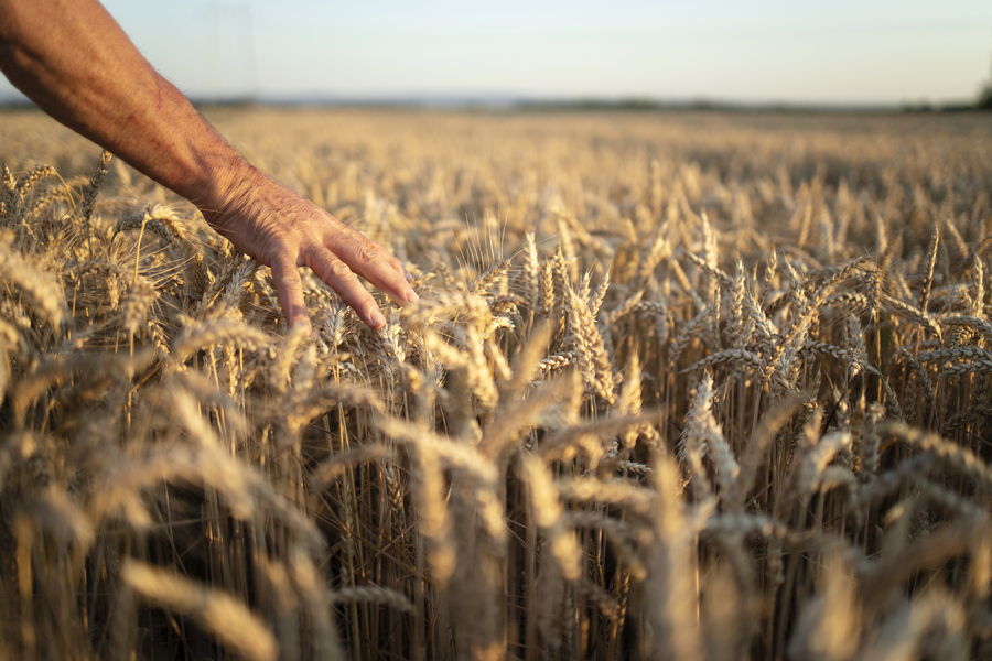 Слишком хорошо – тоже плохо: почему производители зерна в этом году страдают от высокого урожая?