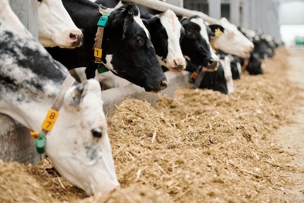 Молочная отрасль Воронежской области удержалась в тройке крупнейших по стране