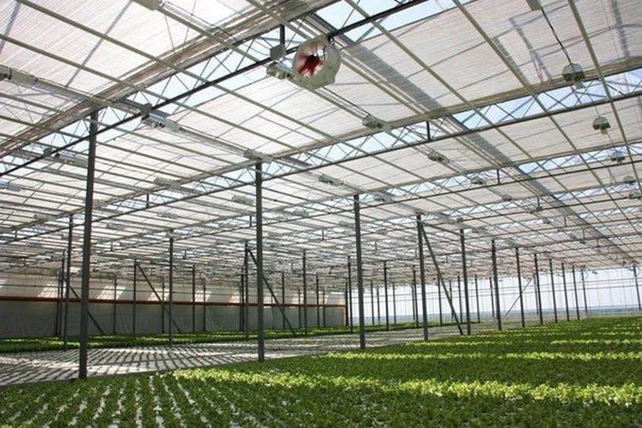 Обанкротившиеся курские теплицы возобновили работу в составе агрохолдинга «Эко-культура»