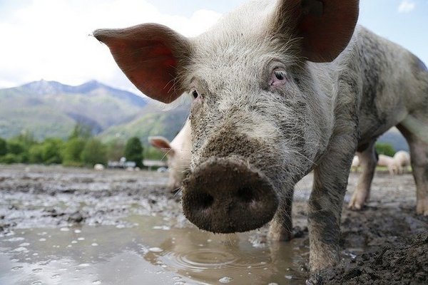 В Железногорском районе Курской области пытаются предотвратить распространение африканской чумы свиней