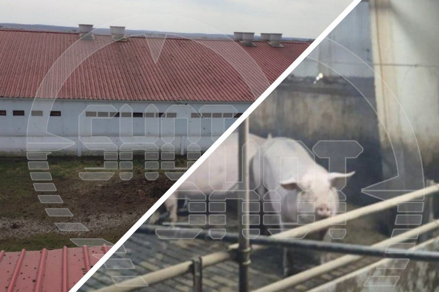 Свинокомплекс «Агро-Белогорье» попал под обстрел со стороны Украины
