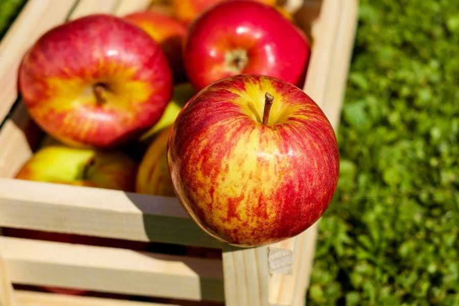 В Воронеже разгорелся спор на 73 млн из-за проданных шесть лет назад яблок