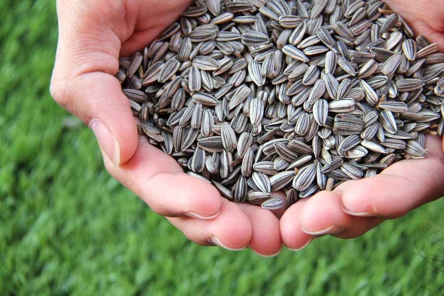 «Санкциями наших аграриев не напугать», – в Липецкой области пообещали построить еще один семенной завод за 1,2 млрд рублей