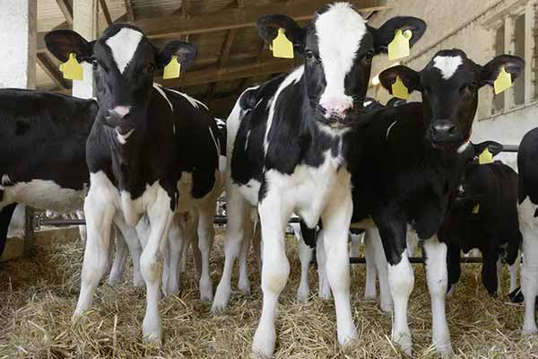 «КолоСС» построит в Липецкой области площадку для выращивания крупного рогатого скота за 870 млн рублей
