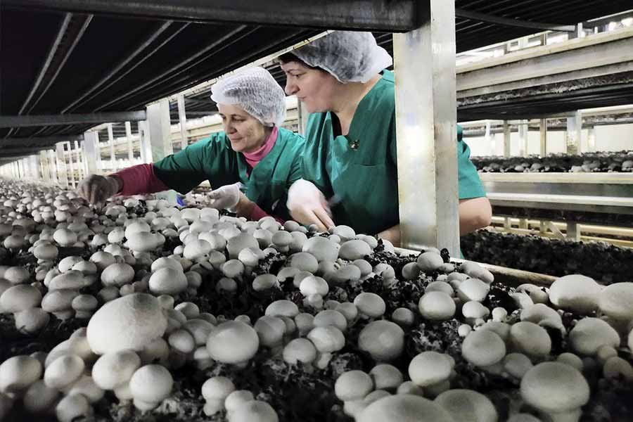 Руководство разорившегося белгородского производства грибов пытаются привлечь к ответственности за долги компании