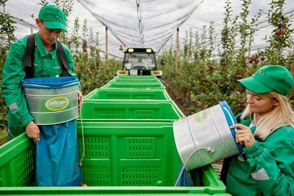 Заявивший крупные инвестпроекты липецкий производитель товарного яблока «Агроном-сад» провалился в убыток