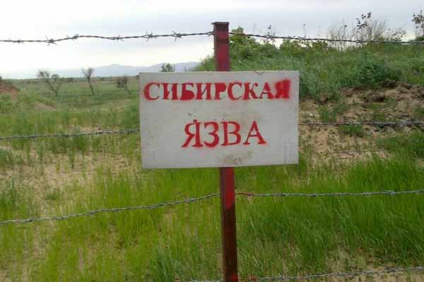 В Панинском районе Воронежской области ввели режим ЧС из-за сибирской язвы