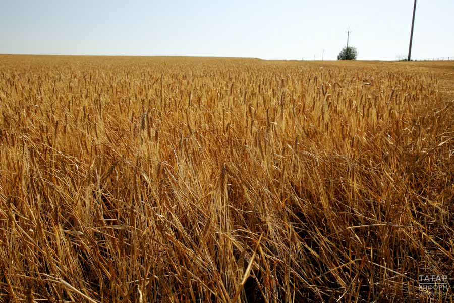 Воронежский «Продимекс» назвал лидеров холдинга по урожайности зерновых