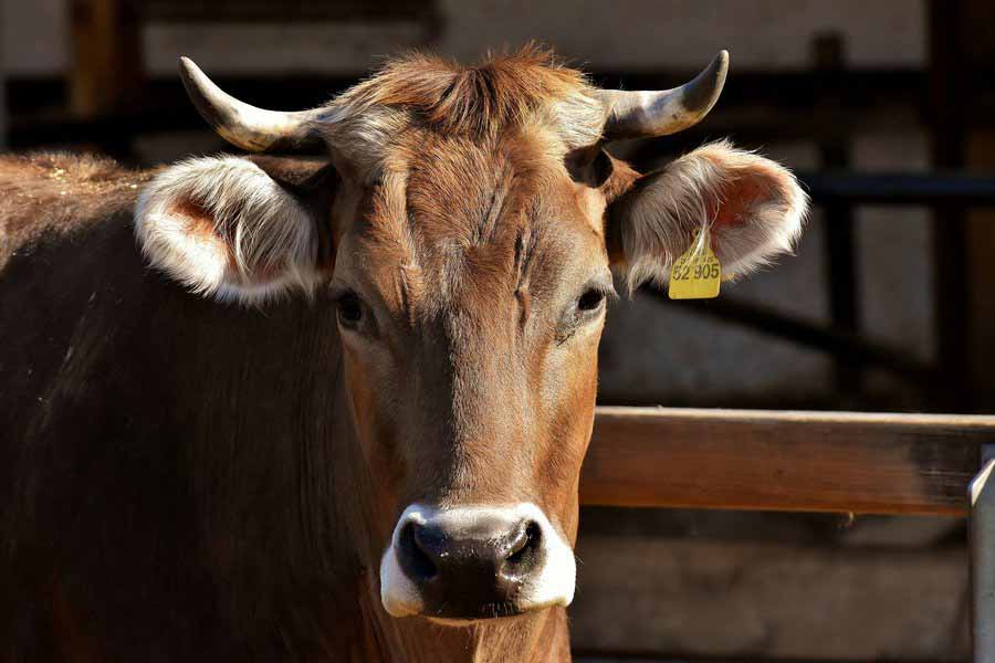 Глава КФХ мог завести коров с сибирской язвой в Богучарский район Воронежской области