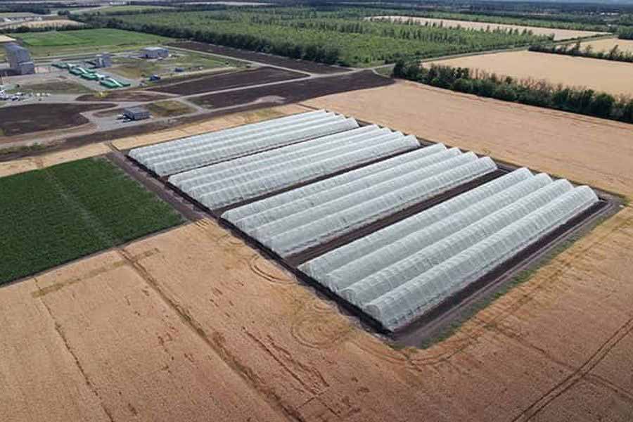 Воронежская «дочка» французской семенной компании Lidea увеличила выручку на 54%