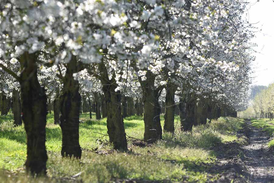В Воронежской области планируют создать вишневые и ягодные сады за 1 млрд рублей