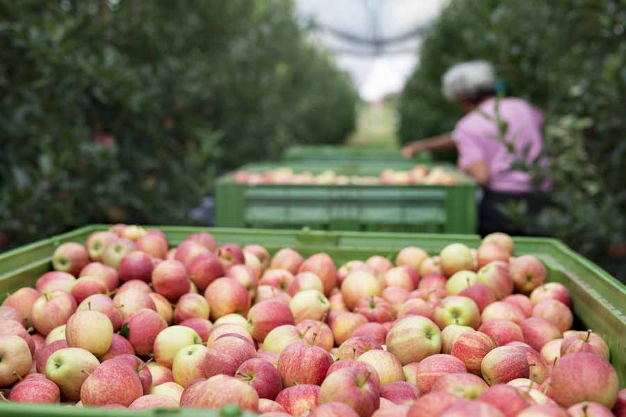 Московская ГК «Агроуслуги» пытается остановить работу воронежской плодово-ягодной компании руками следствия