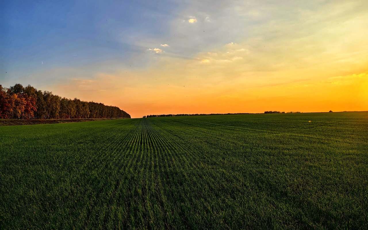 Тамбовские аграрии на 60% увеличили площади под озимую пшеницу по сравнению с прошлым годом