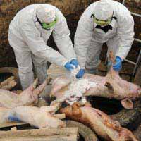 В угодьях белгородского холдинга «Приосколье» обнаружен вирус африканской чумы свиней