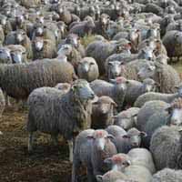 Овцеводческий комплекс «Мираторга» в Курской области может «разрастись» до 27-миллиардного проекта