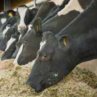 «Агропромкомплектация» надеется запустить новый молочный комплекс в Курской области уже этой осенью