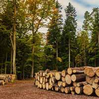 Сдача курского леса в аренду обернулась для чиновников уголовным делом